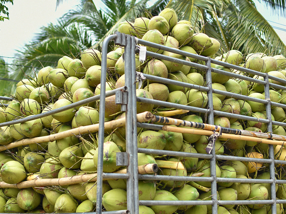 Coconut to go!